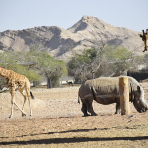 Al Ain Zoo